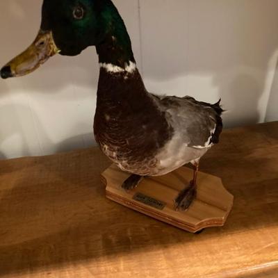 Taxidermy