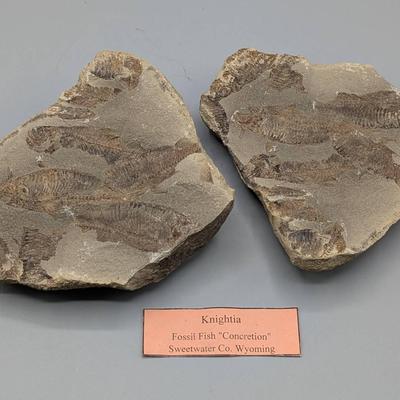 Wyoming Knightia Fossil Fish