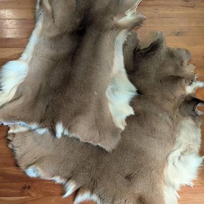 Deer Hides
