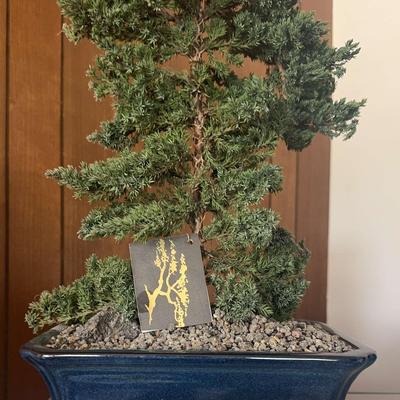 Weyerhaeuser Specialty Plants #1