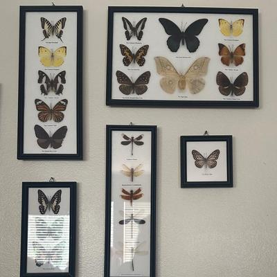 Moth Collection 