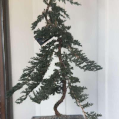 Weyerhaeuser Specialty Plants #2