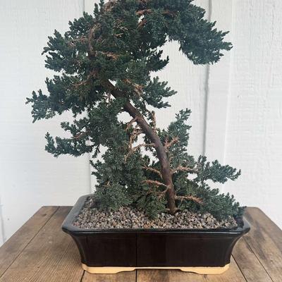 Weyerhaeuser Specialty Plants #3