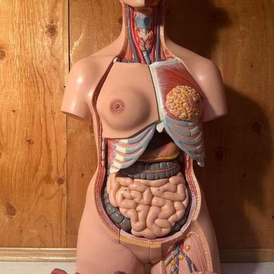 Anatomical Body Science Equipment