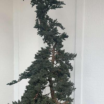 Weyerhaeuser Specialty Plants #4