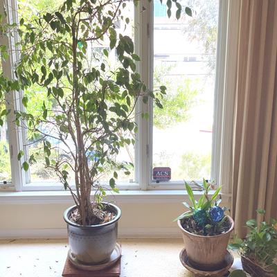 House Plants In Ceramic Pots, 5 Pcs