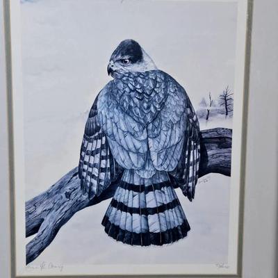 Limited Edition "Coopers Hawk"