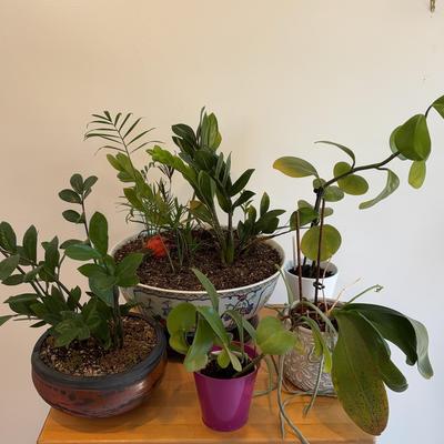 Indoor Houseplant Collection | ZZ, Peperomia, Orchid, Palm & Mixed Planters | 6-Piece Lot


