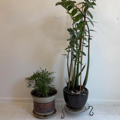 Parlor Palm  & Tall ZZ Plant in Ceramic Pots | Easy-Care Indoor Plants 