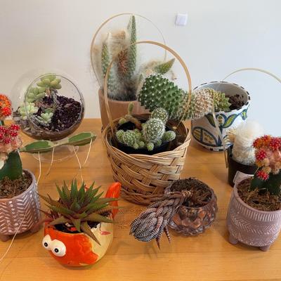 Cactus & Succulent Collection | Decorative Planters, Terrarium, Basket Display | 10-Piece Lot
