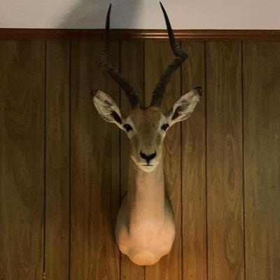 Taxidermy Impala