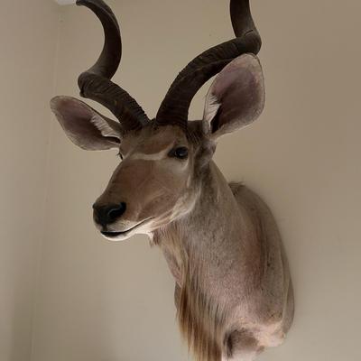 Greater Kudu Trophy