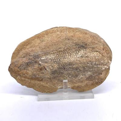 Sale Photo Thumbnail #54: Fish fossil 