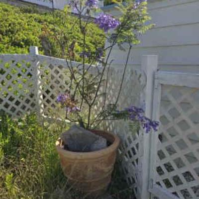 Wr141 plants 6