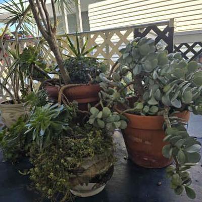 Wr136 plants 1