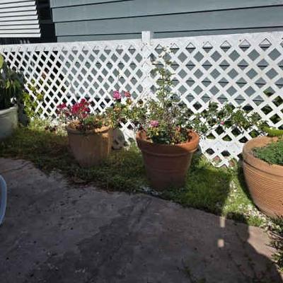 Wr140 plants 5