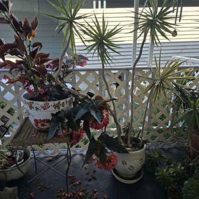 Wr137 plants 2