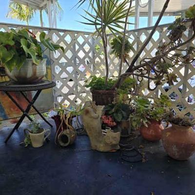 Wr138 plants 3