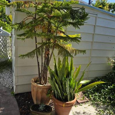 Wr143 plants 8