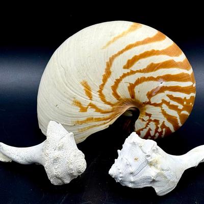 Trio Of Seashells 