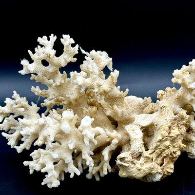Lovely Coral 