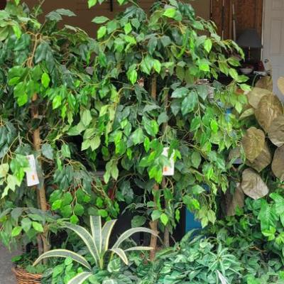 Sale Photo Thumbnail #278: Plants