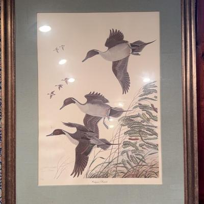 Oakgrove Pintails Duck Print