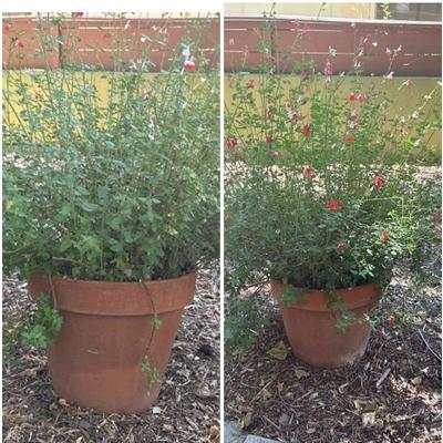 Potted Hot Lips Plants in Terracotta Pots