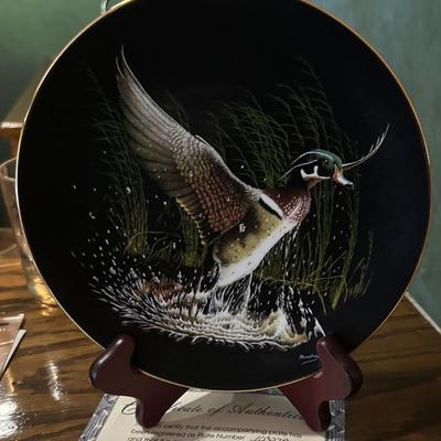 Collector plate carolina duck in flight