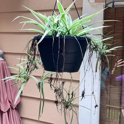 Hanging plant 2
