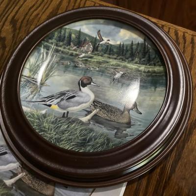 Collector plate edwi knowles the pintail