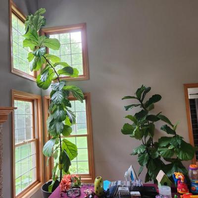2 fiddle leaf fig trees, ready to be transplanted