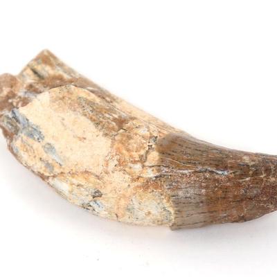 Sale Photo Thumbnail #276: Lot 277 fossilized spinosaurus claw