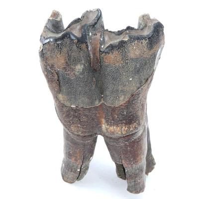 Sale Photo Thumbnail #264: Lot 265 ancient fossilized woolly mammoth tooth