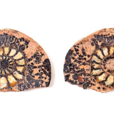 Sale Photo Thumbnail #274: Lot 275 gorgeous ancient fossilized pair of ammonite fossils