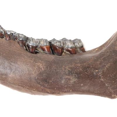 Sale Photo Thumbnail #267: Lot 268 fantastic woolly mammoth mandible section wteeth