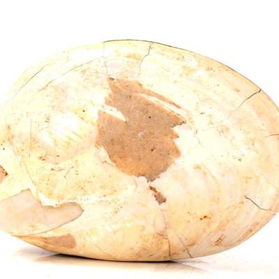 Sale Photo Thumbnail #260: Lot 261 ancient fossilized complete clam shell