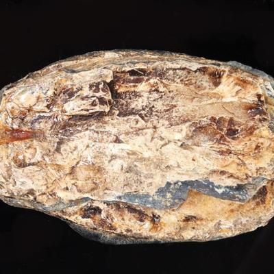 Sale Photo Thumbnail #262: Lot 263 large slab of wooly mammoth tooth section