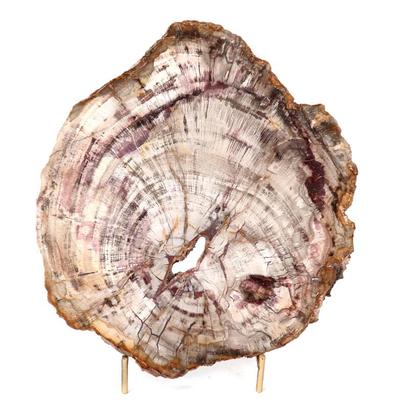 Sale Photo Thumbnail #273: Lot 274 gorgeous petrified wood slab