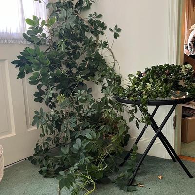 Two Live Plants — Tracheophyta and Heptaplurum Arboricola