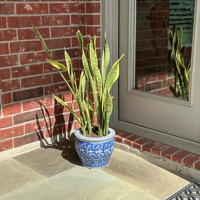Blue Patterned Pot With Snake Plant
