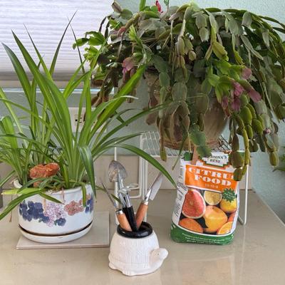 Healthy Indoor Plants With Citrus Food 