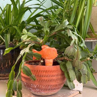 Indoor Plants Looking For More Room To Grow