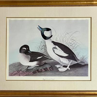 J. J. Audubon Buffleheaded Duck Print Reproduction In Custom Gold Tone Frame