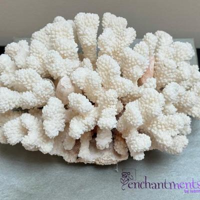 Enchantments By Luanne Large Natural Sea Coral 
