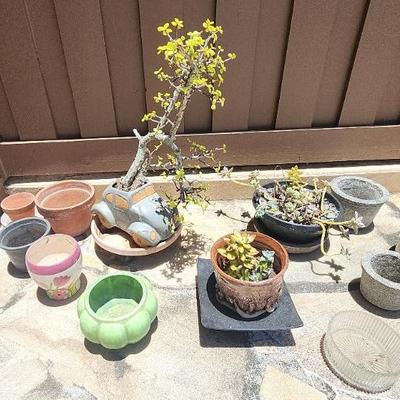 LLS066 - Trio of Jade Plants and Planter Pots