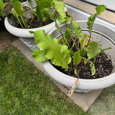 Outdoor Planters