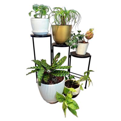Houseplants And Plant Stand- Nerve Plant, Pothos, English Ivy, Ponytail Palm, & Calathea