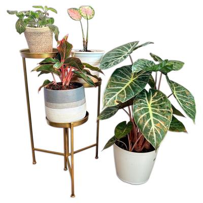 Pink Variegated Houseplants w/ Adjustable Plant Stand - Large Alocasia, Aglaonema, And Nerve Plant 
