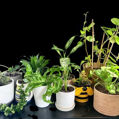 Houseplants- Birds Nest Fern, Alocasia, Diffenbachia, And More